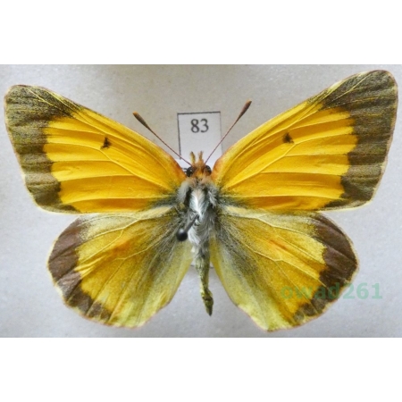 Colias croceus (Geoffroy, 1785) male Szlaczkoń sylwetnik Czech83